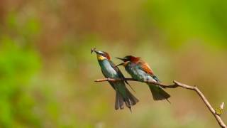 Merops apiaster in slow motion [upl. by Eseilenna171]