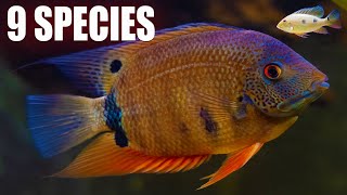 Discover 9 Hilarious Cichlid Species [upl. by Surtemed513]