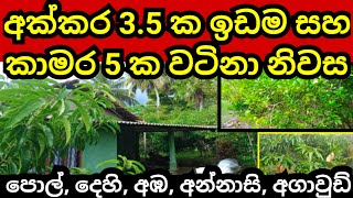 අක්කර 35 ක සරුසාර ඉඩම හා නිවස  Pol idam  Coconut land  House sale  Land for sale  Aduwata idam [upl. by Nyltiak]