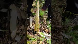 Cutting Sound Bamboo Shoot bamboo bambooshoot cutiing food fruit farmlife wildlife [upl. by Nillad]