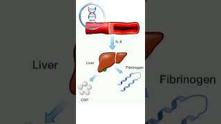 All about CRP test crp crptest paramedical biochemical [upl. by Trebmal]