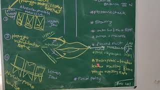 BUCCINATOR MUSCLE ANATOMY [upl. by Ferrigno100]