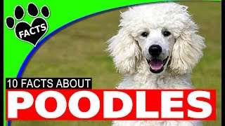 Top 10 Interesting Facts About Poodle Dogs 101 [upl. by Dhruv]