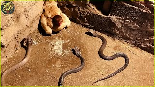 Insane Moments When Snakes Messed With The Wrong Opponents  Animal Fighting [upl. by Mehsah]