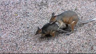 pademelon courtship [upl. by Drucy]