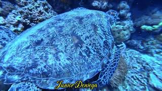 The Author And The Massive Green Turtle Chelonia mydas In Moalboal Cebu Philippines 🇵🇭 [upl. by James]