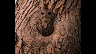 Western screech owl waking up before going out for its nightly hunt [upl. by Eisenhart705]