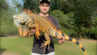 We Found a Secret Lake Full of Massive Orange iguanas How big Are They [upl. by Conn]