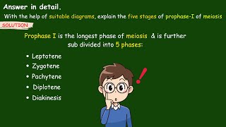 explain the five stages of prophase 1 of meiosis  Stages of Prophase 1  Leptotene biology ssc [upl. by Robina]