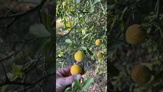 harvest time for the trifoliate flying dragon citrus [upl. by Rogozen]