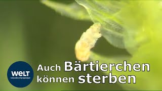 BÄRTIERCHEN Überlebenskünstler sterben bei lang anhaltender Hitze [upl. by Burne879]