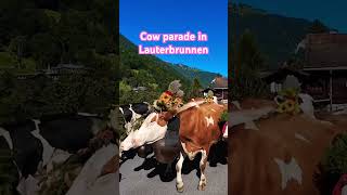 Cow parade September 2024 Lauterbrunnen Switzerland travel switzerland mountains cow [upl. by Anerys]