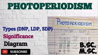 Photoperiodism Types Significance LDP SDP and DNP Photoperiodism BSc MSc Plant physiology [upl. by Rickert268]