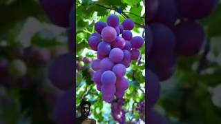 Nashpati fal ka fruit song food [upl. by Aikel]