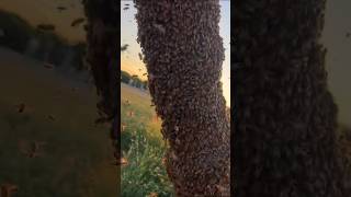 Massive bee swarm bees beekeeping savethebess youtube shorts honey [upl. by Eanar]