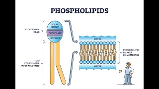 What is Plaquex The Exciting New Treatment for Atherosclerosis [upl. by Ruby]