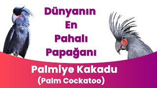 Dünyanın En Pahalı Papağanı  Palmiye Kakadu [upl. by Anwahsit]