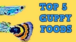 Best free live food for Guppy malayalam  Best guppy farm in Kerala [upl. by Groeg]