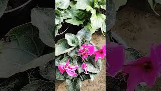 Cyclamen plant care cyclamen plants caretips shorts [upl. by Oiluarb]