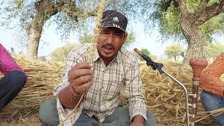 गेहु नम्बर 444।। फायदा ही फायदा ।। अच्छी variety की गेहु।। Wheat [upl. by Onaicram]