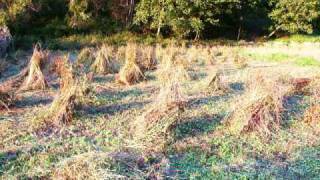 Grano Saraceno Fagopyrum esculentum e apicoltura in Valtellina [upl. by Ssitnerp]