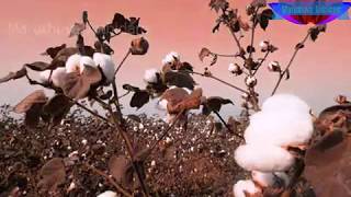 Health benefits of cotton seed milk  to cure fevers [upl. by Assil]