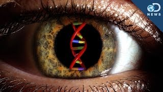 Can Gene Therapy Cure Blindness [upl. by Jacoba]