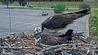 Hellgate Osprey [upl. by Jeanine]