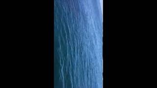 20 foot great white shark spotted of Nantucket [upl. by Husha]