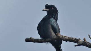 Bird Id  Greater Rackettailed Drongo [upl. by Anaeerb]