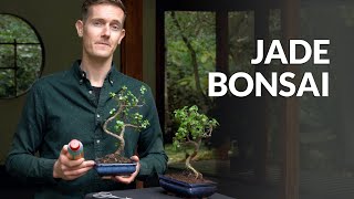 Jade Bonsai tree care [upl. by Pegasus989]