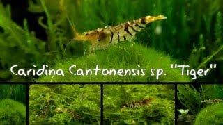 Caridina cantonensis sp Tiger [upl. by Atnuhs]