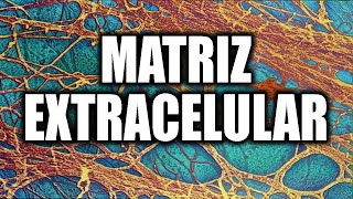 ¡Aprende que es la MATRIZ EXTRACELULAR 🧫🧫 Explicación RÁPIDA Y SENCILLA [upl. by Yssep]