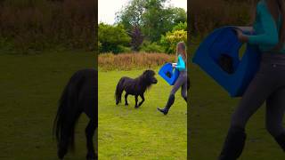 MY SHETLAND WAS CHASING ME 😱😂💜 funny [upl. by Maidy]