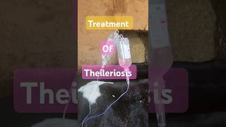 treatment of Theileriosis in cow 🐄  symptoms of Theileriosis treatment of anorexia [upl. by Llerraf]