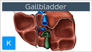 Gallbladder  Definition Function amp Location  Human Anatomy  Kenhub [upl. by Nodababus279]