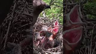 Rufous mom feeding babies p5viral trending shorts short [upl. by Sabian]