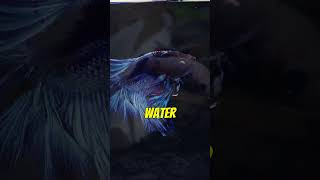 Fun Facts about the Betta Fish Pt 3 bettafish betta [upl. by Enyahc733]