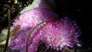 Snorkeling in front of Bunaken Seagarden resort part 4 Sulawesi 2023 [upl. by Los]