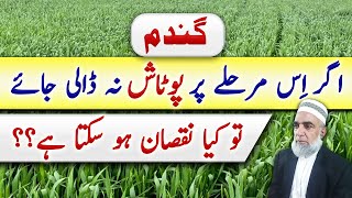 Need of Potash for wheat crop at this crucial stage  Crop Reformer [upl. by Notrom]