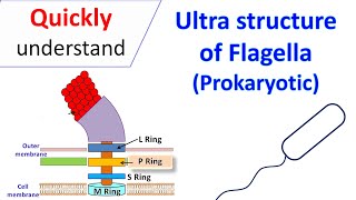 Ultrastructure of Flagella Prokaryotic [upl. by Llenrep]