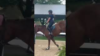 DIEGOOOOO chestnut horse bayhorse equestrian minihorse ponyfinals [upl. by Ramhaj241]