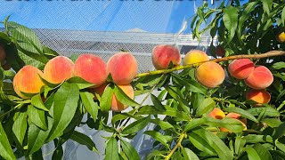 Stonefruit in the subtropics and why you should grow them garden fruit rarefruit [upl. by Sevein]