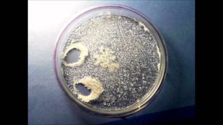 Time Lapse  Salt Crystals forming as water evaporates [upl. by Rolyt]