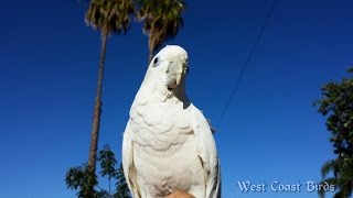 Ducorps Cockatoo Goofing Around [upl. by Ainatnas793]