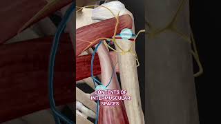 Intermuscular Spaces Anatomy 3d  medicalmedics 3d anatomy viral shorts [upl. by Nosyt795]