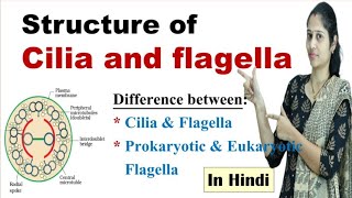 Structure of Cilia and Flagella  Difference between cilia and flagella  NEET  in Hindi [upl. by Robbins868]