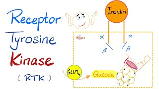 Insulin Receptor Tyrosine Kinase RTK  How insulin works [upl. by Maghutte742]