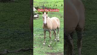 Palomino brumby [upl. by Blumenfeld]