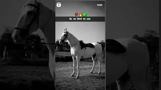 KATHIYAWADI HORSE 🐎 STATUS ♥️ lovely song amazing 🤩 horse kathiawadihorse horse reels horseride [upl. by Nordek]